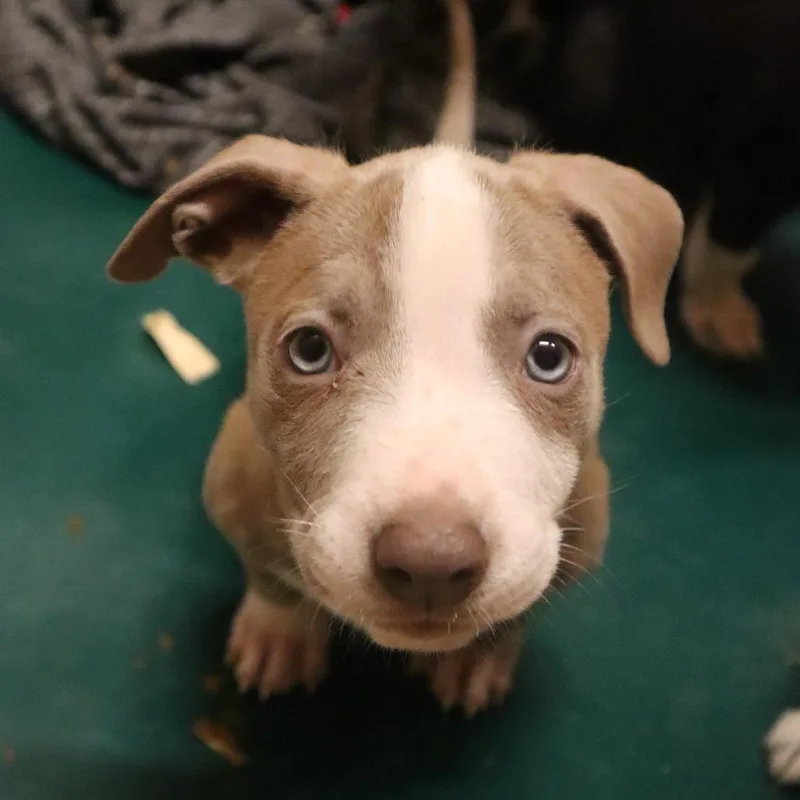 A baby small-sized male Yellow / Tan / Blond / Fawn Mixed Breed dog named John Boone for adoption in Waukesha, WI