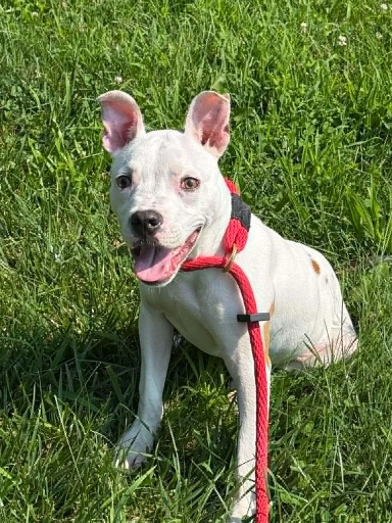 A young medium-sized female White / Cream Pit Bull Terrier dog named Sadie for adoption in Springfield, IL