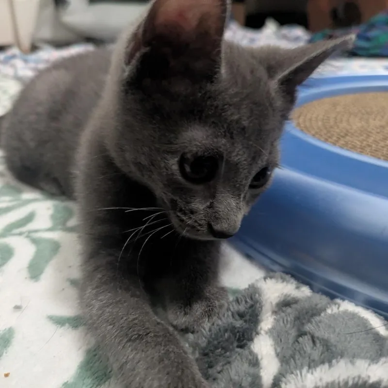 A baby small-sized female Gray / Blue / Silver Domestic Short Hair cat named Momo for adoption in Chicago, IL