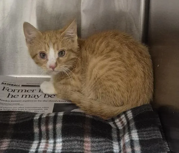 A baby small-sized male Domestic Short Hair cat named Pen c Pumpkin for adoption in Lawrenceville, GA