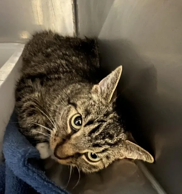 A young medium-sized female Domestic Short Hair cat named Disco for adoption in Stratham, NH