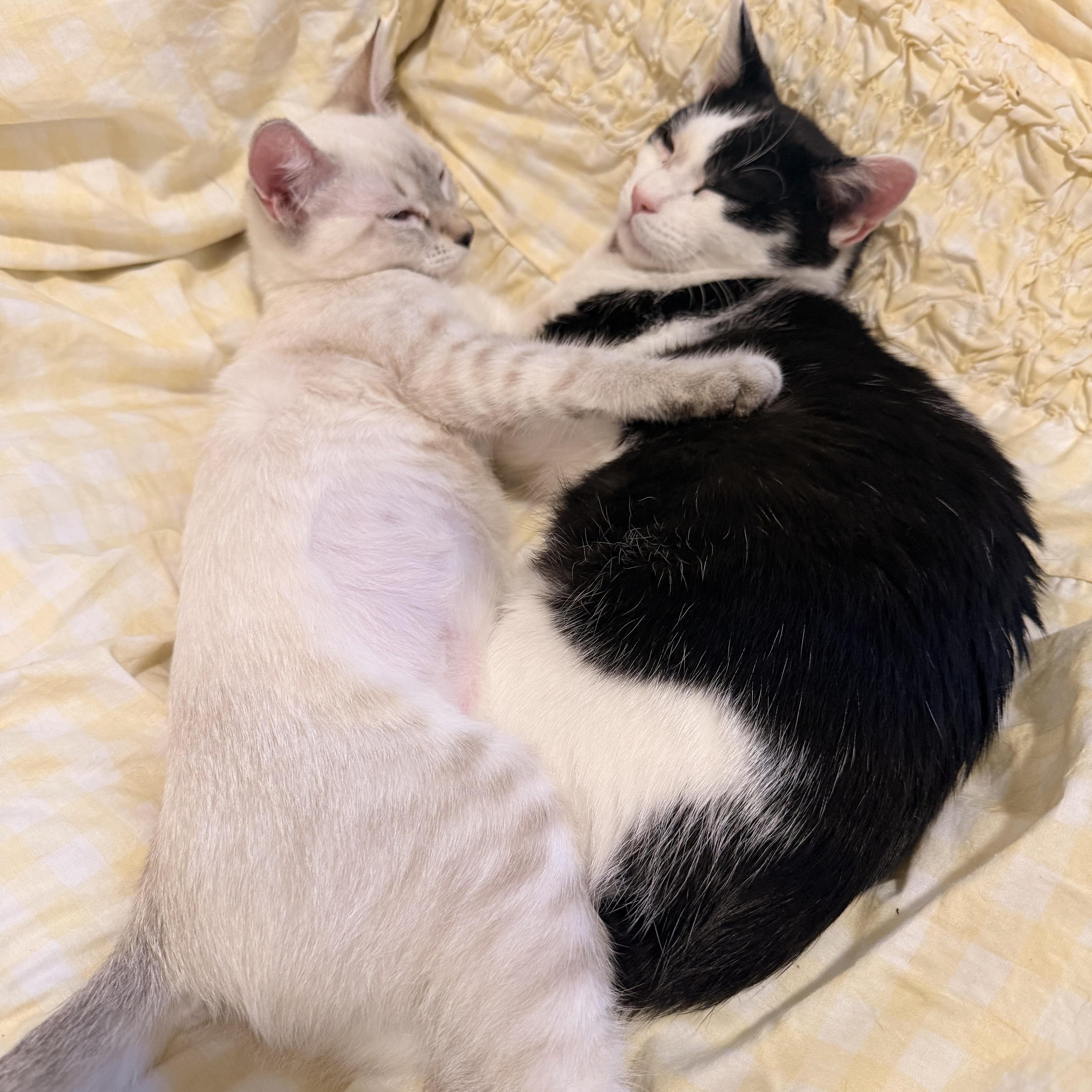 A baby medium-sized male Black & White / Tuxedo Tuxedo cat named Ricky for adoption in Woodinville, WA