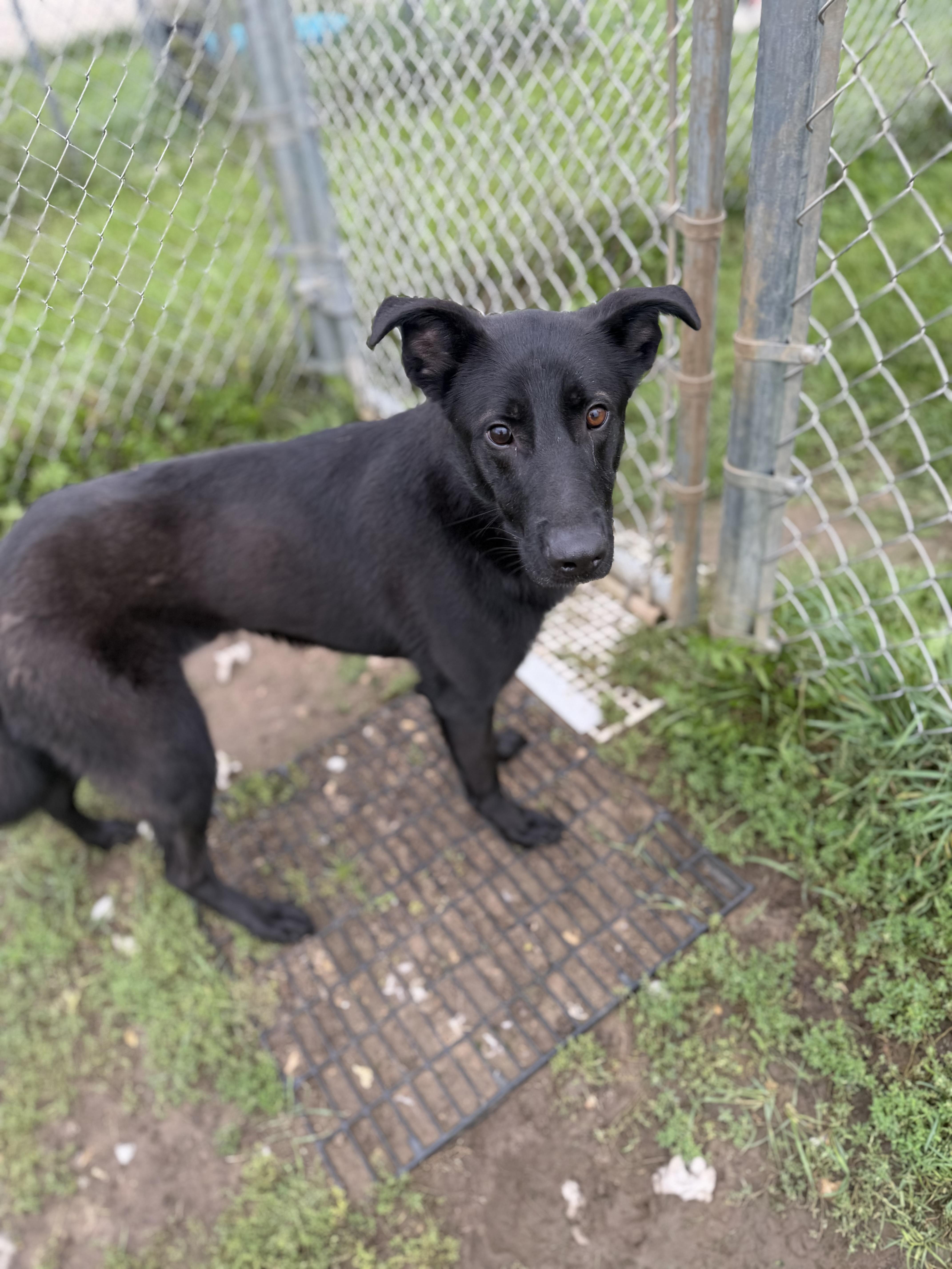 An adult medium-sized male Labrador Retriever dog named Sam for adoption in Dodgeville, WI