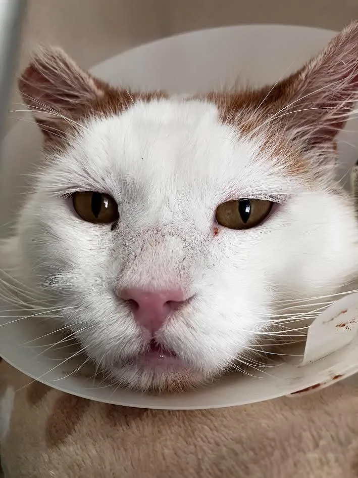 Callahan thumbnail 2