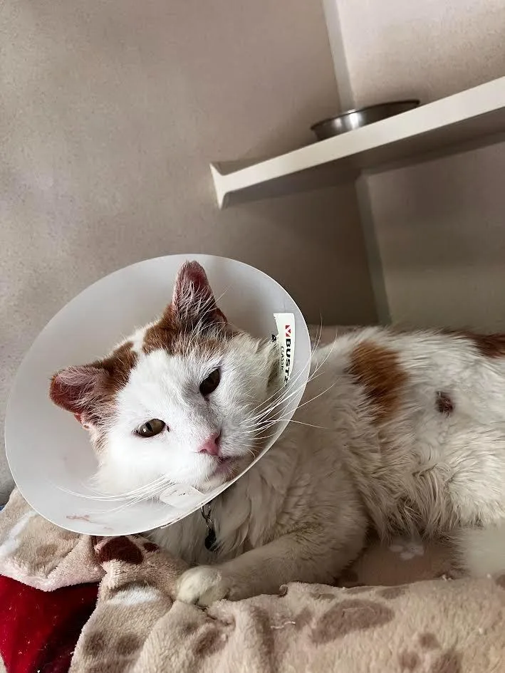 Callahan thumbnail 3