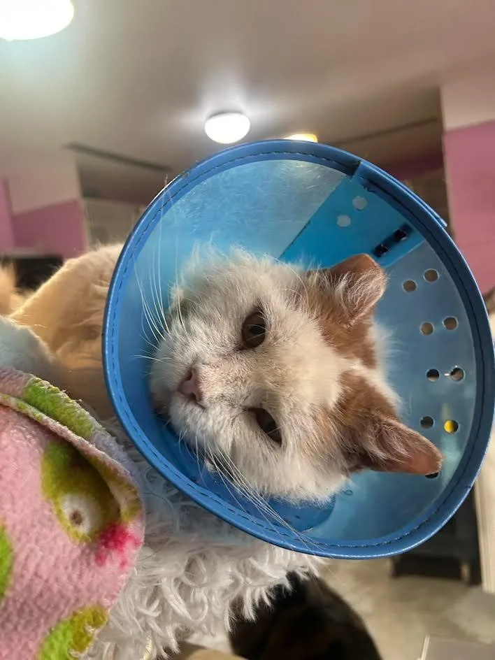 Callahan thumbnail 4