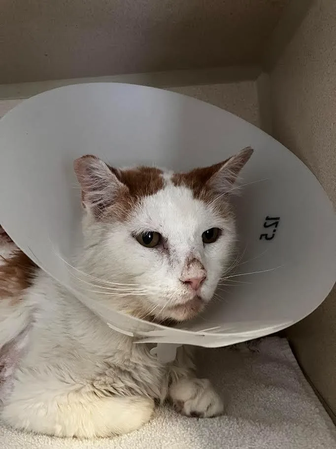 Callahan thumbnail 6