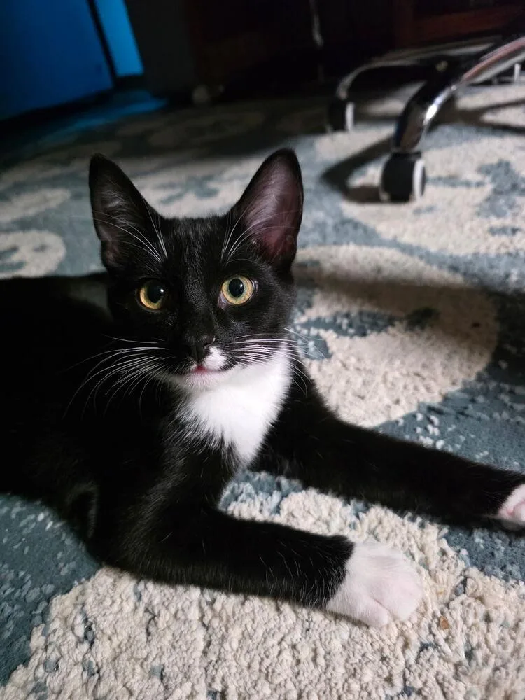 A baby small-sized male Black & White / Tuxedo Domestic Short Hair cat named Elvis Jyard for adoption in Virginia Beach, VA
