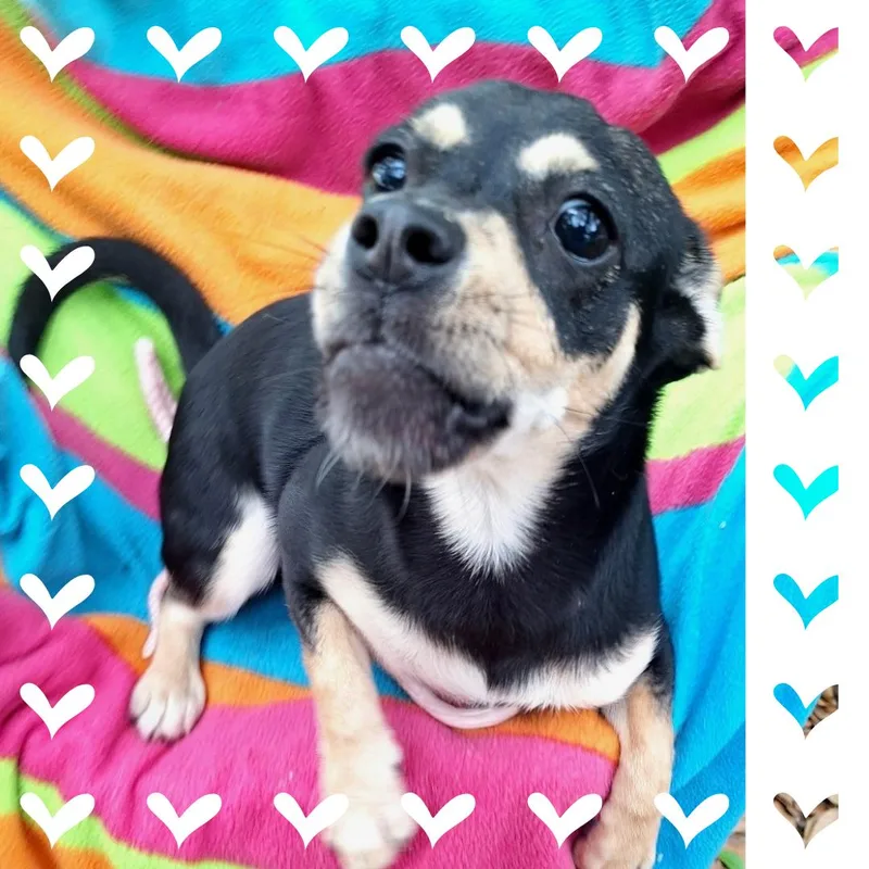 A baby small-sized female Tricolor (Brown, Black, & White) Rat Terrier dog named Delmia Wat for adoption in Missouri City, TX