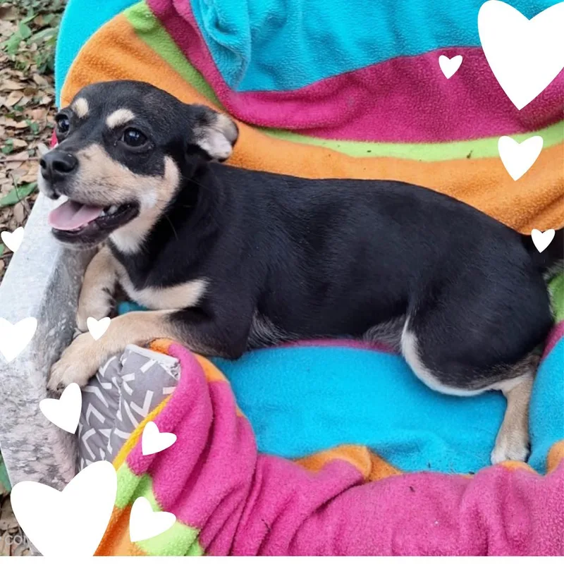 Delmia Wat thumbnail 4