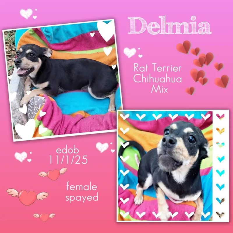 Delmia Wat thumbnail 5