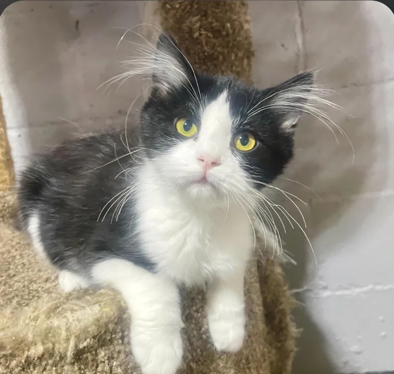 A baby medium-sized female Black & White / Tuxedo Domestic Short Hair cat named Iris for adoption in Benson, MN