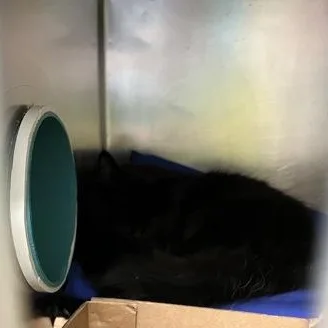 An adult medium-sized female Black Domestic Medium Hair cat named Hennessy for adoption in Rapid City, SD