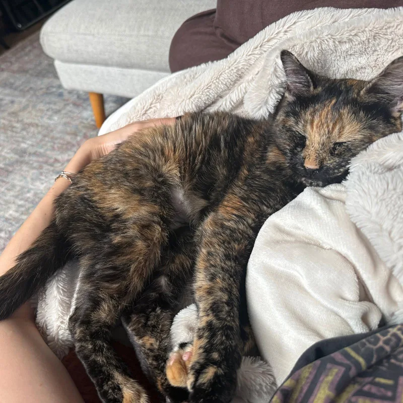 An adult medium-sized female Domestic Short Hair cat named Minced Garlic for adoption in Brooklyn, NY
