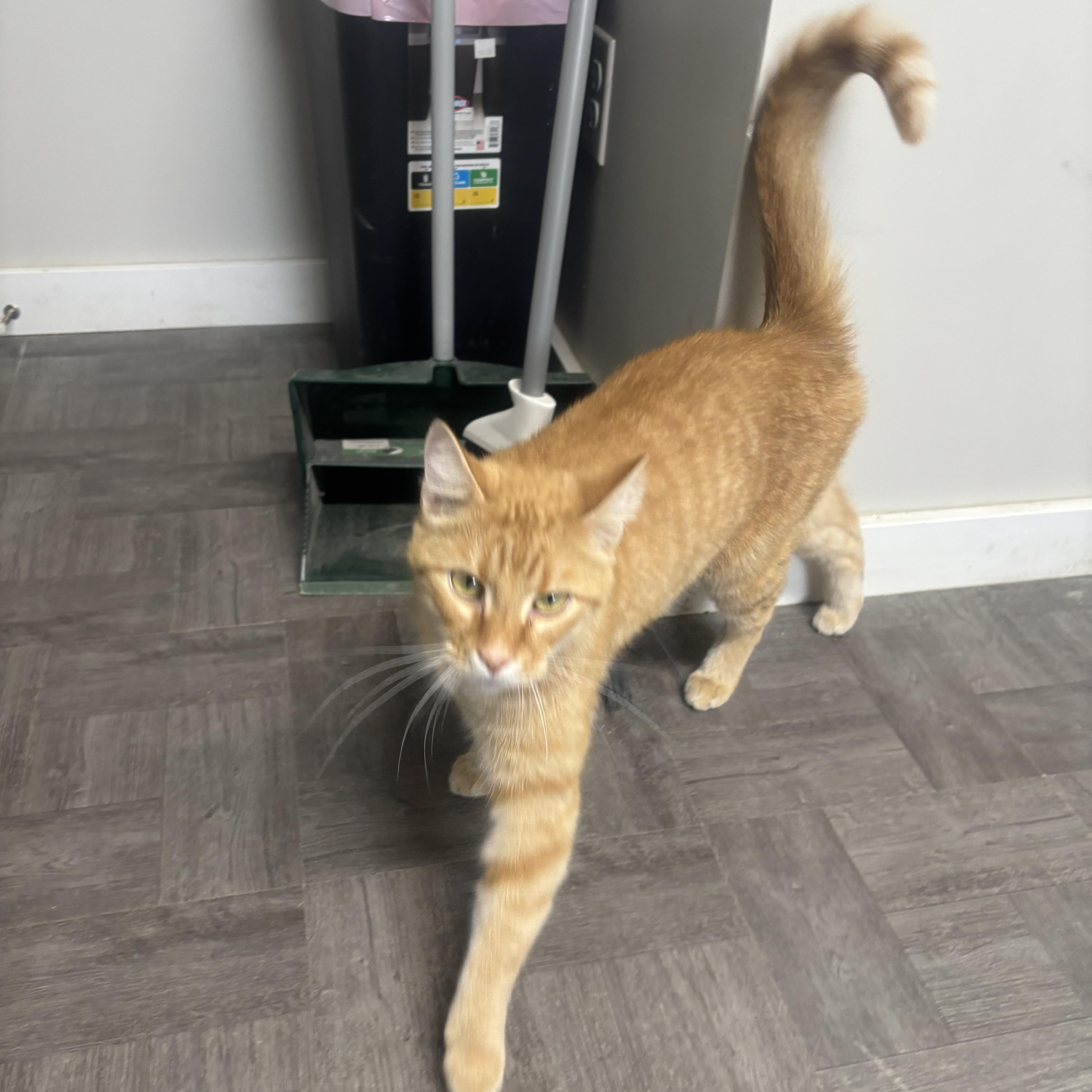 An adult medium-sized male Domestic Short Hair cat named Camo for adoption in Rogersville, TN