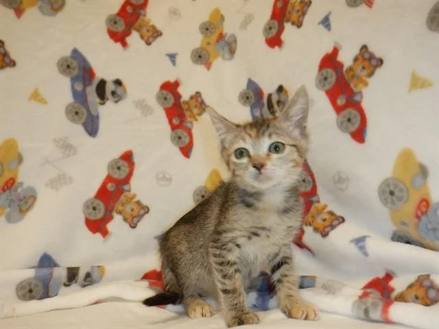A baby small-sized female Domestic Short Hair cat named Tabitha for adoption in San Jose, CA