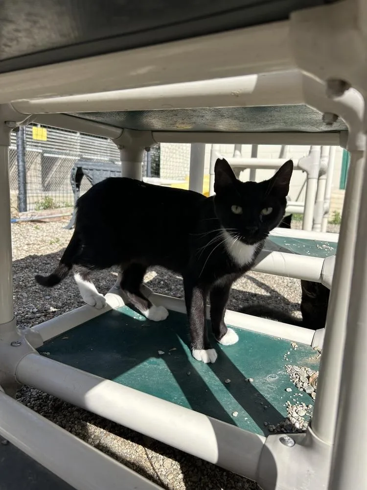 A young small-sized female Black & White / Tuxedo Domestic Short Hair cat named Abigail for adoption in Ontario, CA