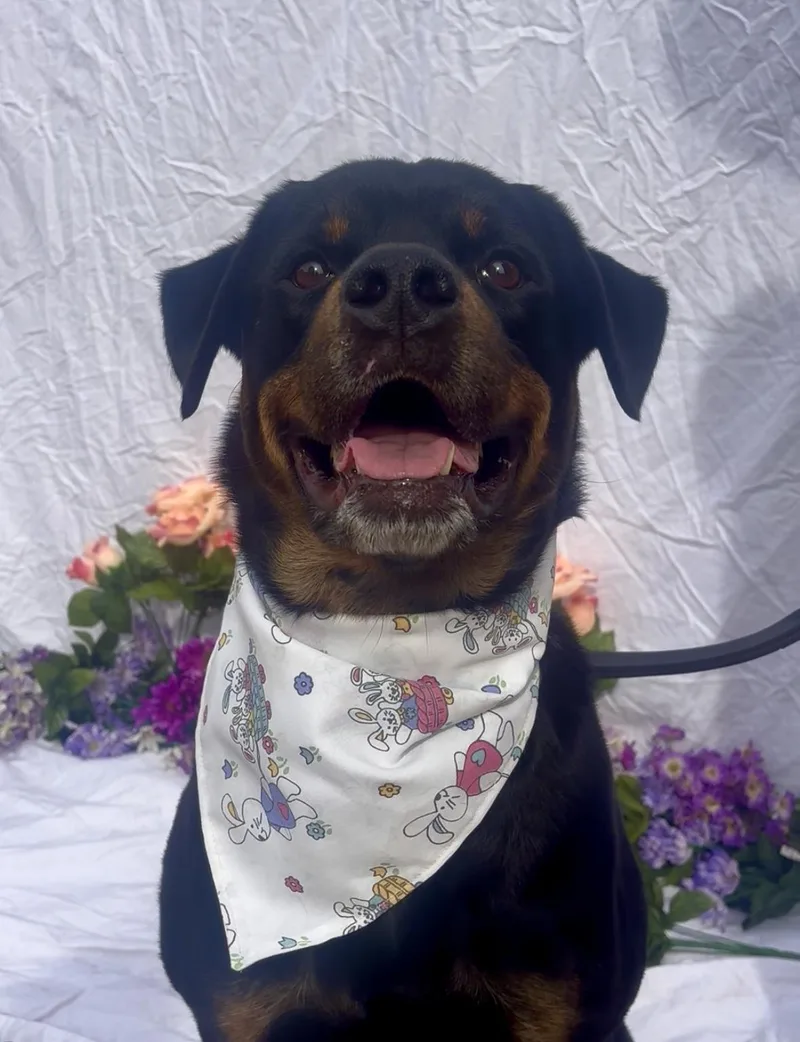 Pooh Bear thumbnail 2