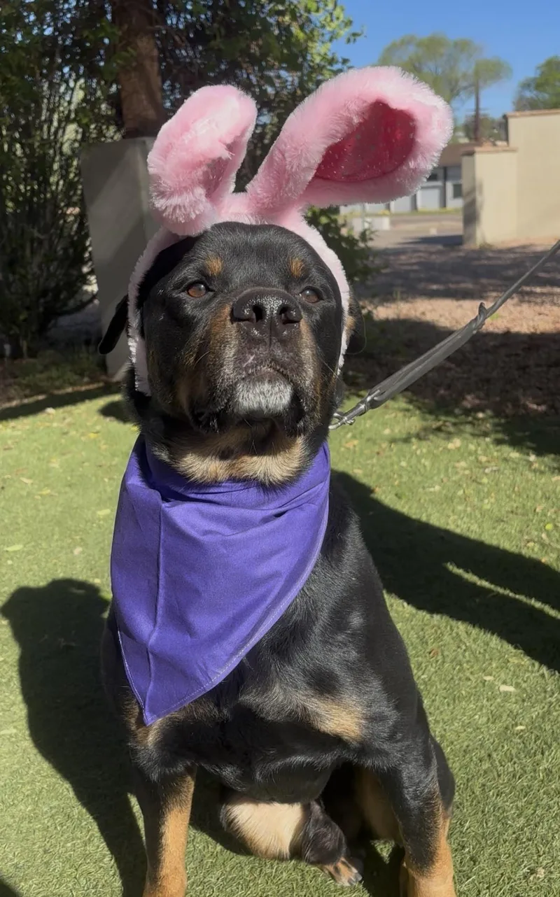 An adult large-sized male Black Rottweiler dog named Pooh Bear for adoption in Payson, AZ