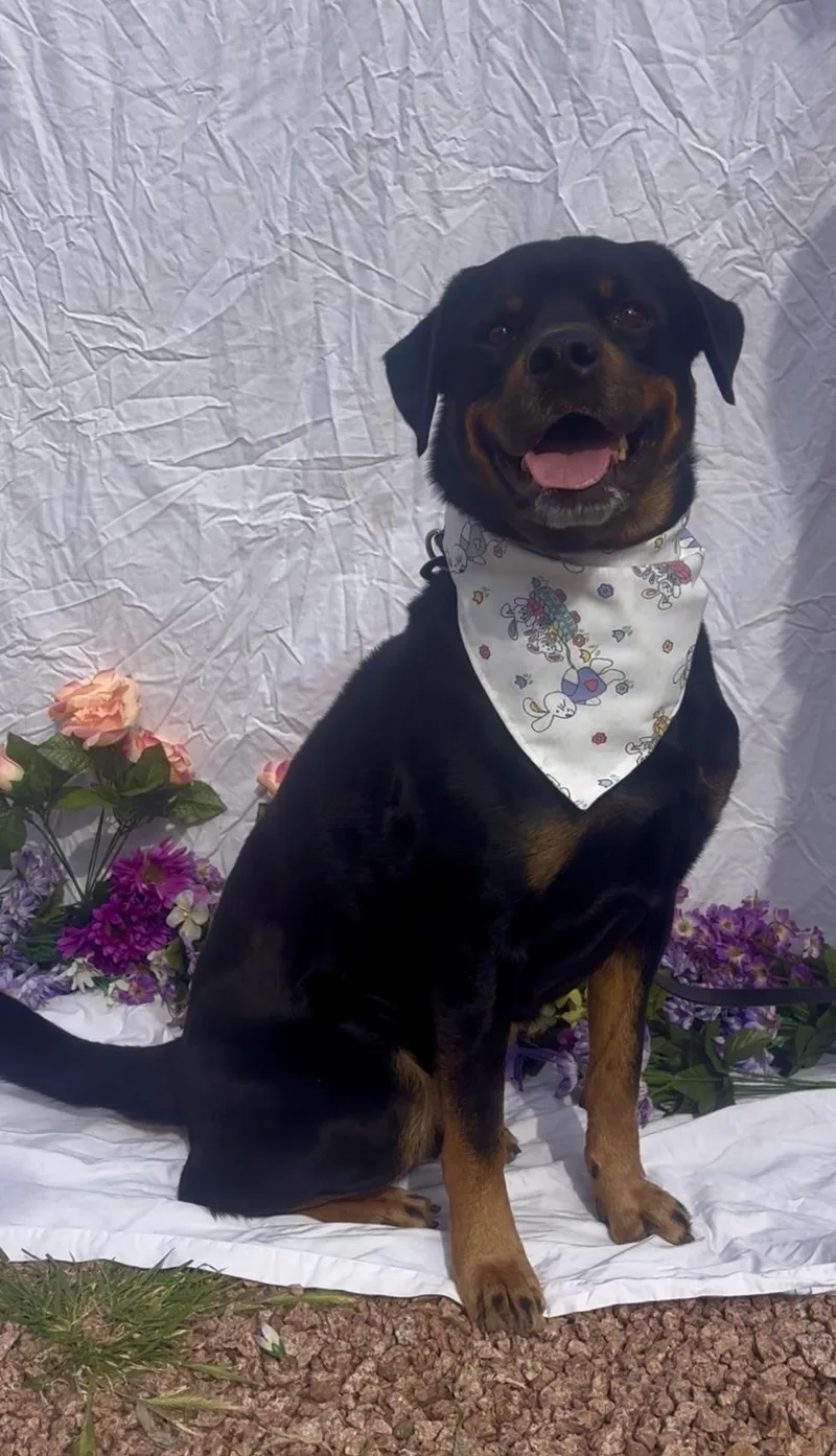 Pooh Bear thumbnail 3