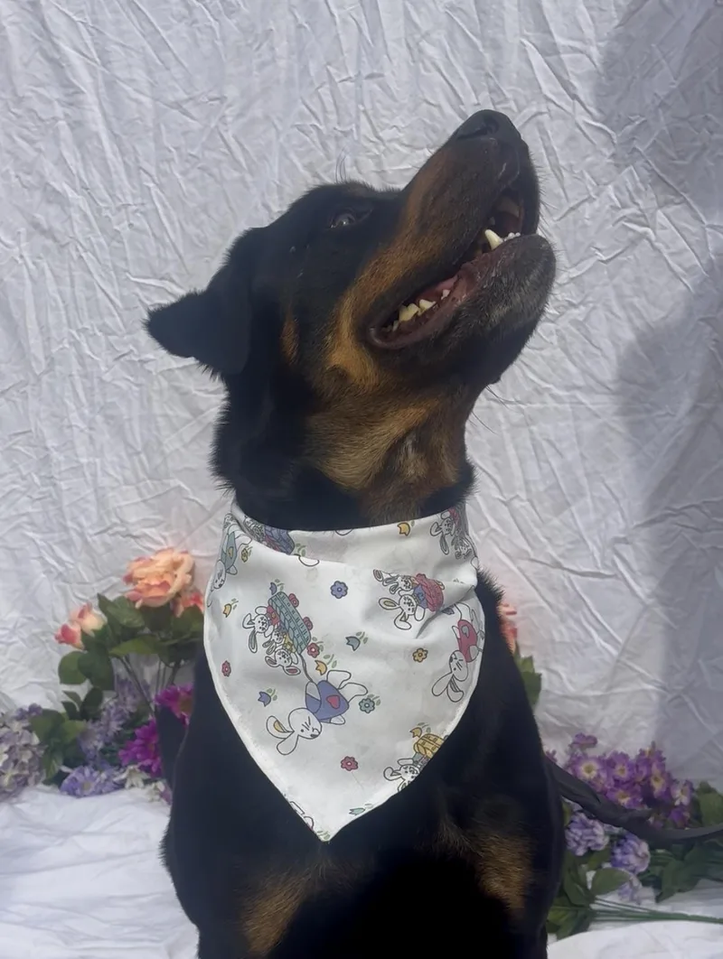 Pooh Bear thumbnail 4