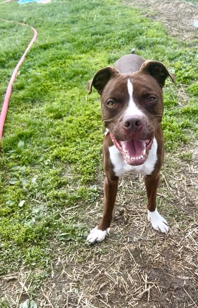 An adult medium-sized female Boxer dog named Charlie for adoption in New Manchester, WV