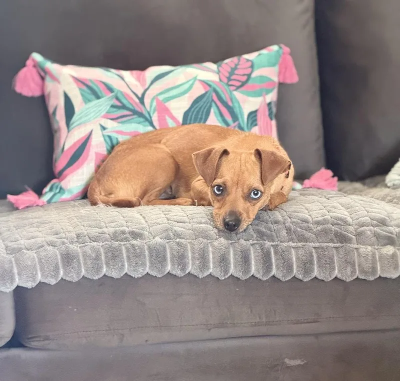 Rosie thumbnail 3