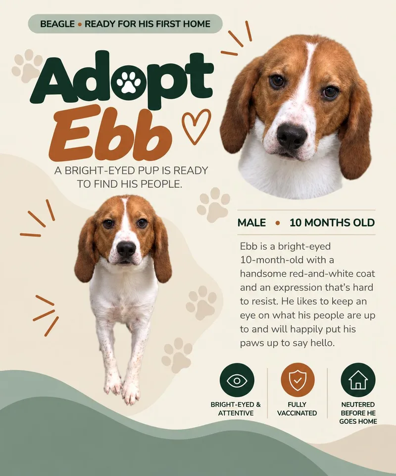 An adult medium-sized male Beagle dog named Ebb for adoption in Bothell, WA
