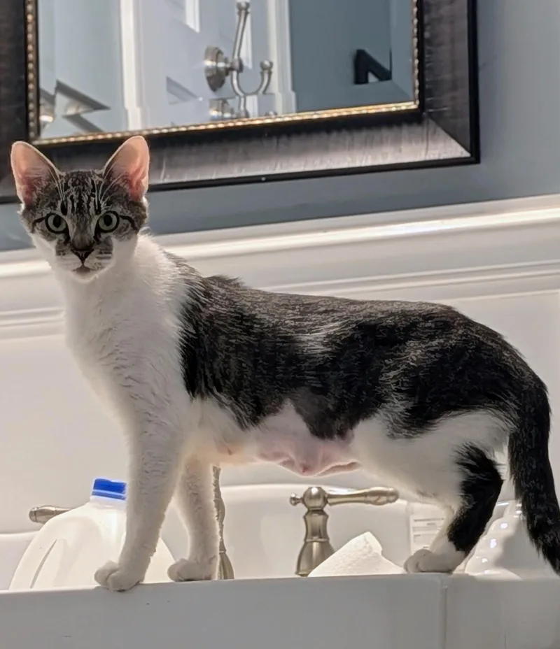 A young medium-sized female Tabby (Brown / Chocolate) American Shorthair cat named Clover Mulligan aka Chloe for adoption in Wilmington, NC