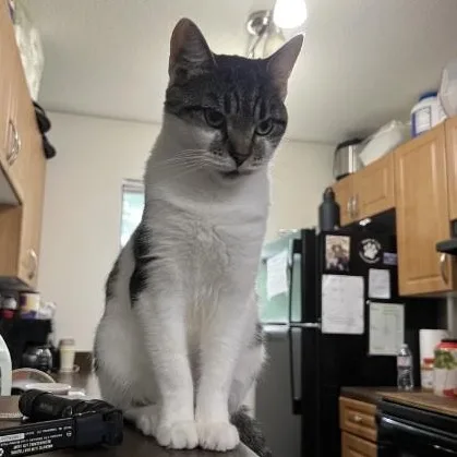Clover Mulligan aka Chloe thumbnail 4
