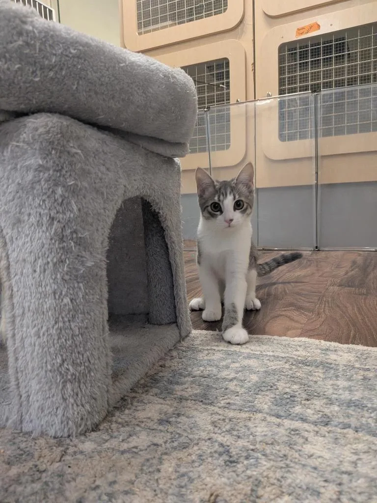 A baby medium-sized female Domestic Short Hair cat named Storm for adoption in Richland Hills, TX