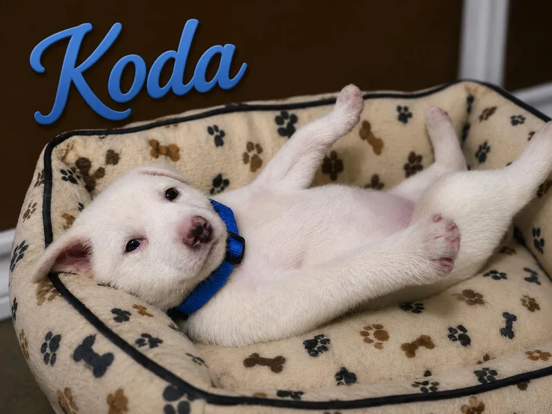 Koda thumbnail 2