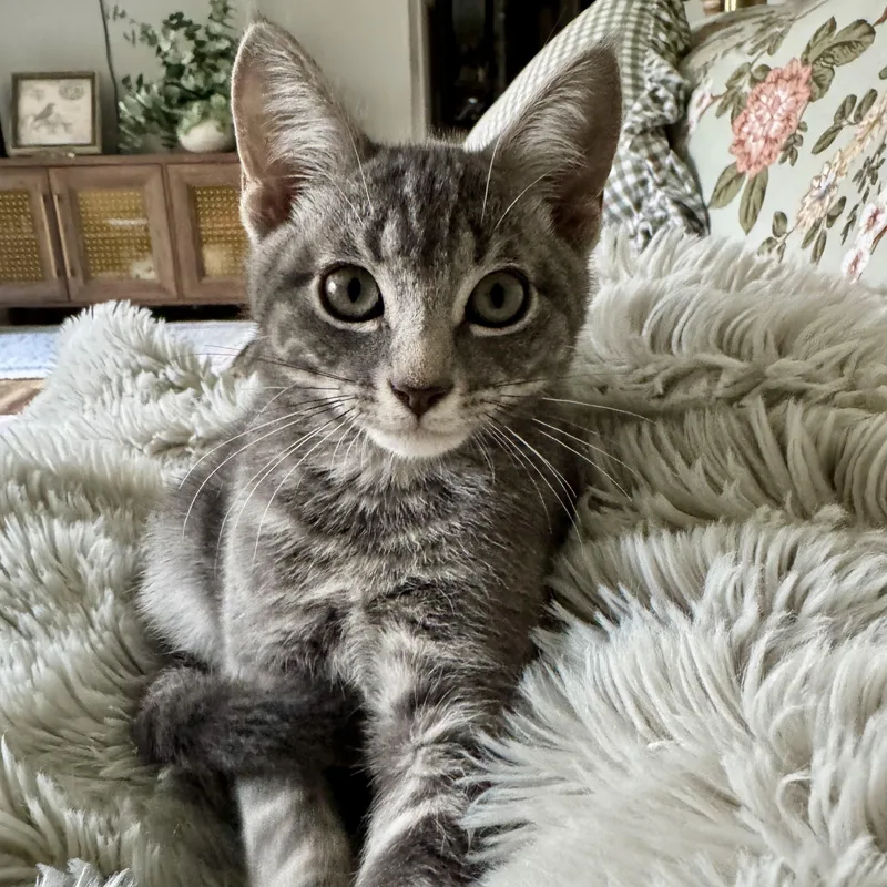 A baby small-sized female Tabby (Gray / Blue / Silver) Domestic Short Hair cat named Crabgrass for adoption in Richmond, VA