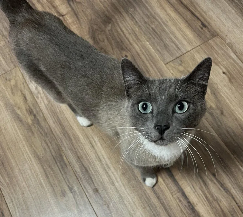A young medium-sized male Domestic Short Hair cat named Nimbus for adoption in St. Helens, OR