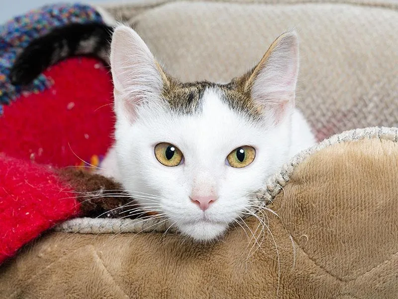 A baby medium-sized female Domestic Short Hair cat named Tonya for adoption in Longmont, CO