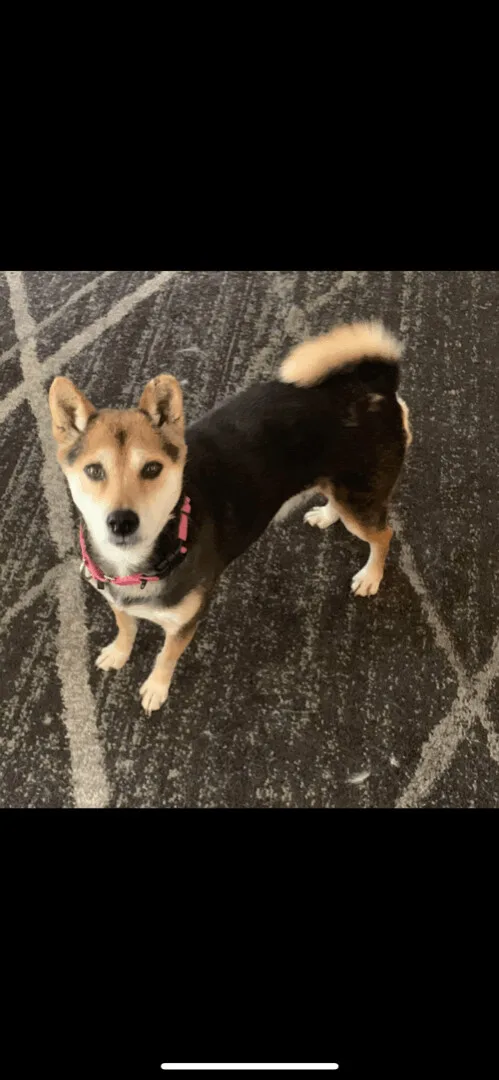 An adult medium-sized female Tricolor (Brown, Black, & White) Shiba Inu dog named Betsy for adoption in Springfield, MO