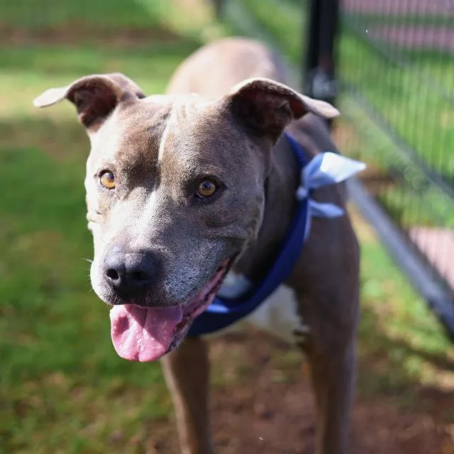 A young large-sized male American Staffordshire Terrier dog named Rigsby for adoption in San Antonio, TX