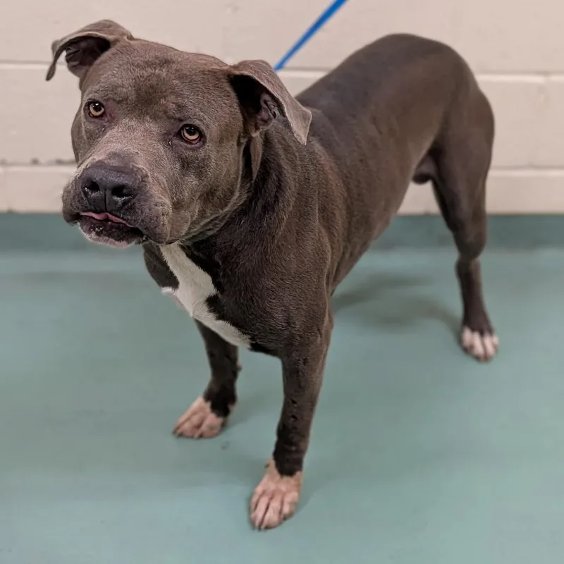An adult large-sized male Gray / Blue / Silver Mixed Breed dog named Moses for adoption in Memphis, TN