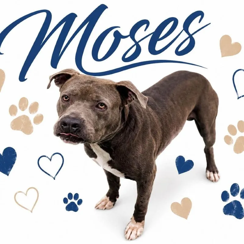 Moses thumbnail 2