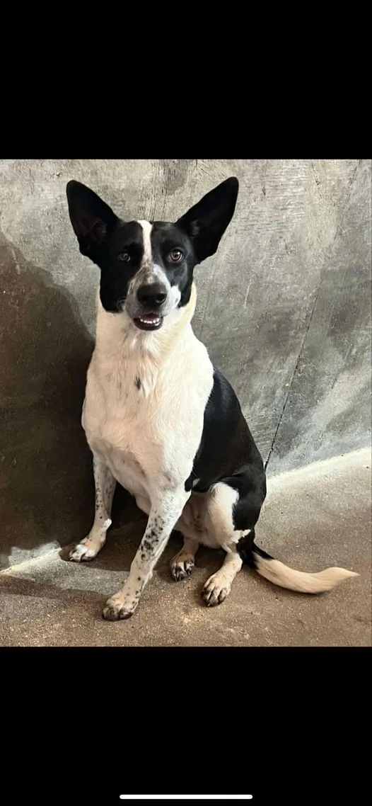 Princess Sweet Heart Sparkle