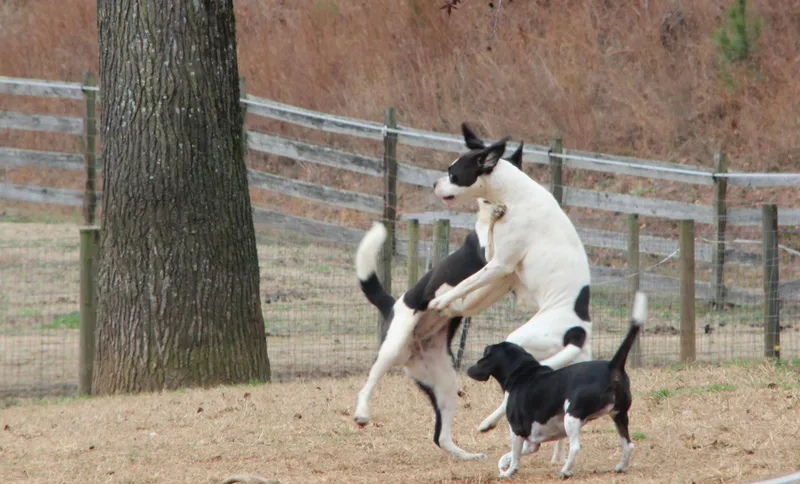 Princess Sweet Heart Sparkle thumbnail 3