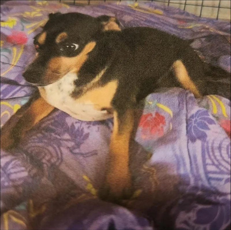 An adult small-sized female Chihuahua dog named Shirlie for adoption in Thompson Falls, MT