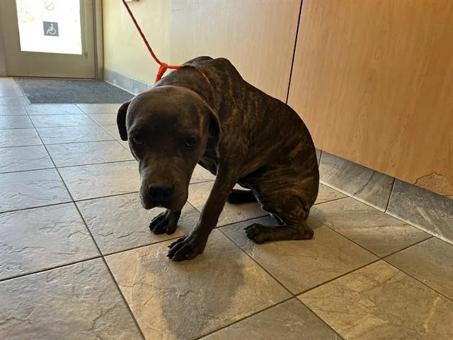 A young large-sized female Cane Corso dog named Callisto for adoption in Tustin, CA