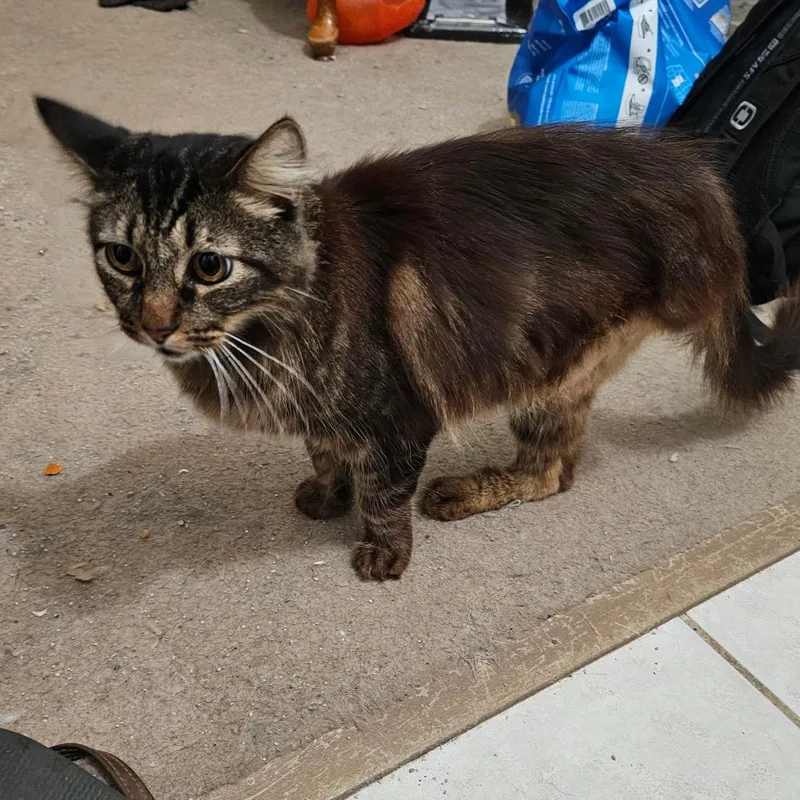 A senior small-sized male Brown / Chocolate Domestic Medium Hair cat named Pez for adoption in Garden Grove, CA