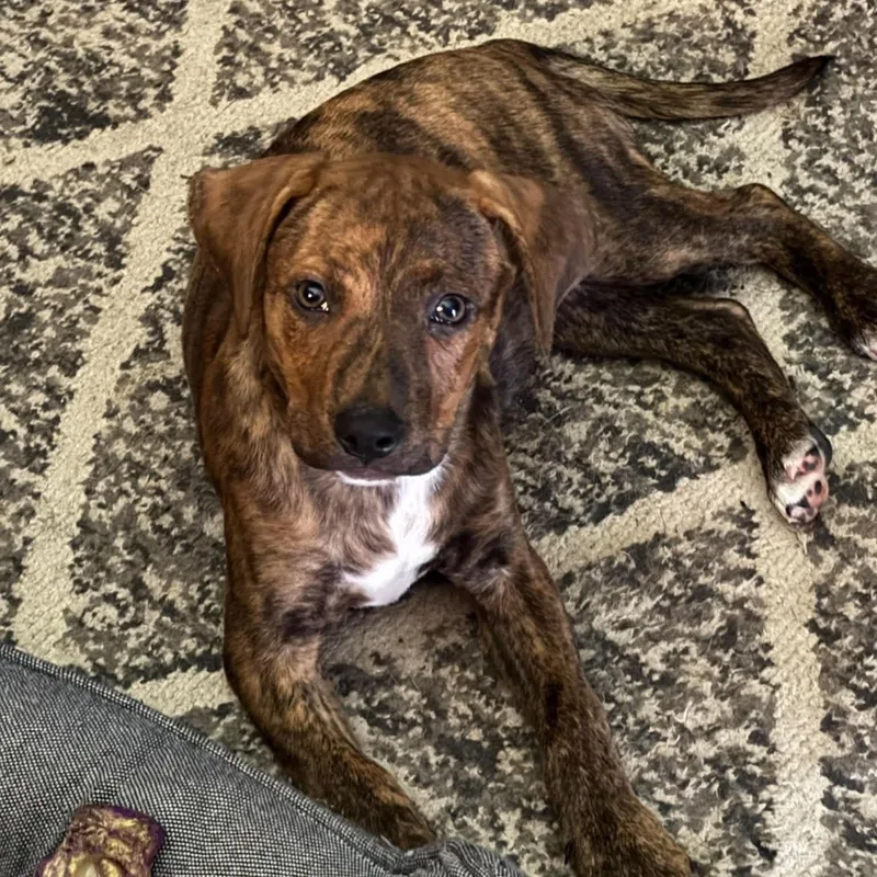 A baby medium-sized female Mountain Cur dog named Lizzie for adoption in Blairstown, NJ