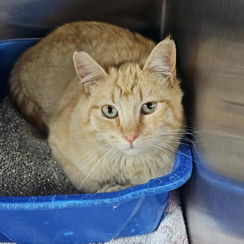 A young small-sized male Orange / Red Domestic Short Hair cat named Sebastian for adoption in Cedaredge, CO