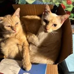 A senior large-sized male Orange / Red Domestic Short Hair cat named Sherbet for adoption in Los Angeles, CA