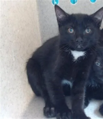 A baby medium-sized female Domestic Short Hair cat named Mardi for adoption in Downey, CA
