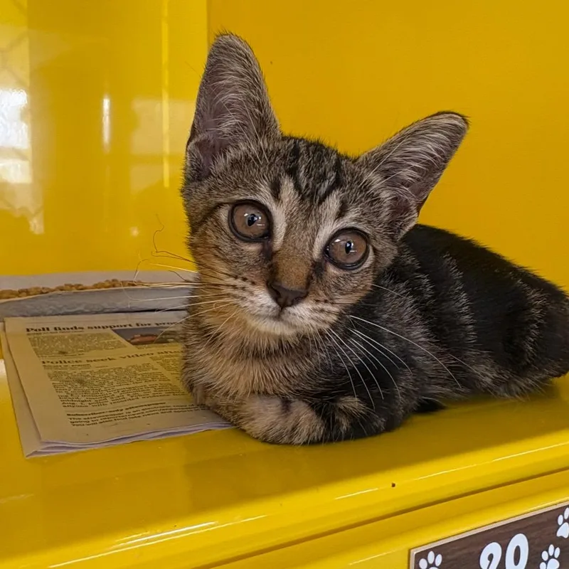 A baby small-sized female Brown / Chocolate Domestic Short Hair cat named Merri Weather for adoption in Abilene, TX