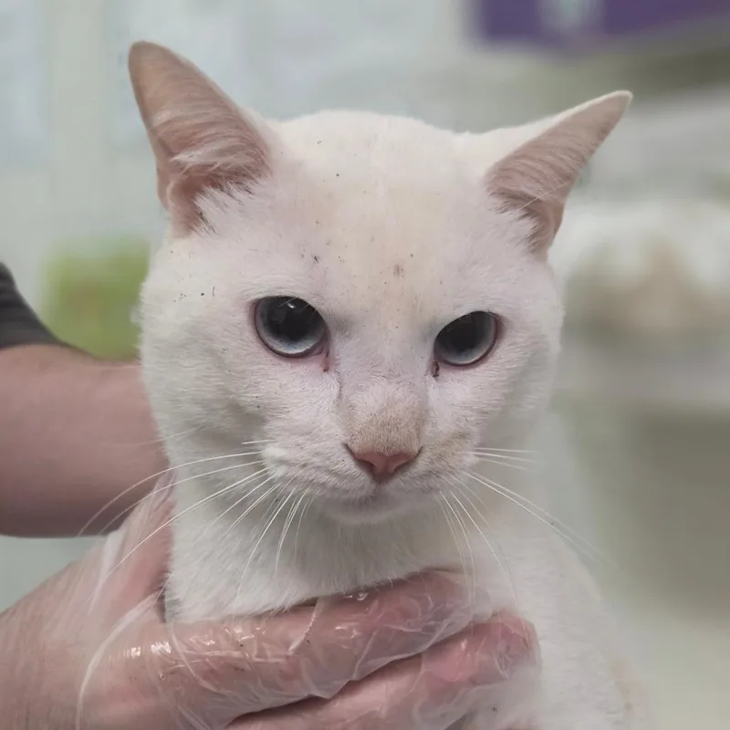 An adult medium-sized male White Domestic Medium Hair cat named HeMan for adoption in Charleston, WV